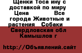 Щенки Тоса-ину с доставкой по миру › Цена ­ 68 000 - Все города Животные и растения » Собаки   . Свердловская обл.,Камышлов г.